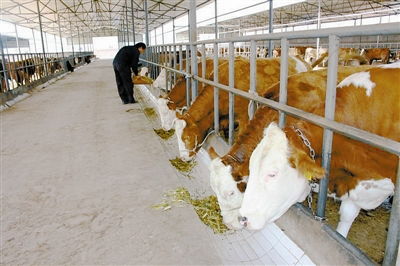 養(yǎng)牛場建設(shè)注意事項