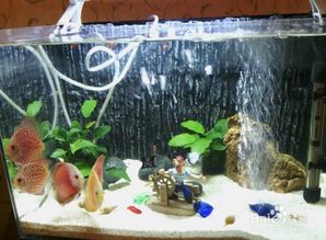 養(yǎng)魚,注意事項,花園