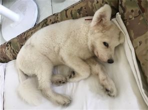 狗狗,注意事項(xiàng),寵物店,洗澡