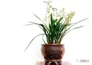 蘭花,移植,注意事項