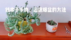 錢串子,需注意,事項