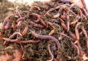 養(yǎng)蚯蚓要注意什么,茶葉養(yǎng)蚯蚓的注意事項(xiàng),牛糞養(yǎng)蚯蚓的方法和注意事項(xiàng)