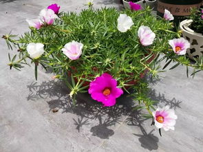 注意事項,做標(biāo)花