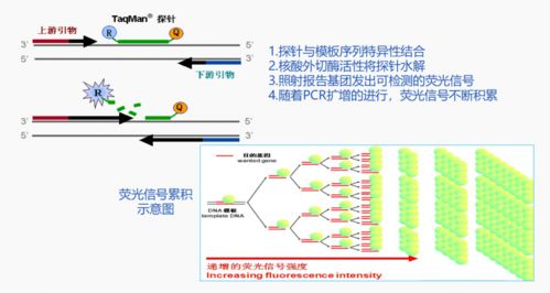 注意事項(xiàng),檢測(cè),pcr