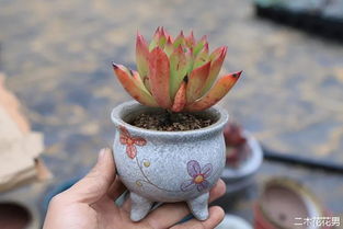 注意事項,肉肉移盆修根