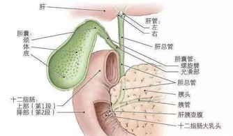膽結(jié)石,注意事項(xiàng),女人