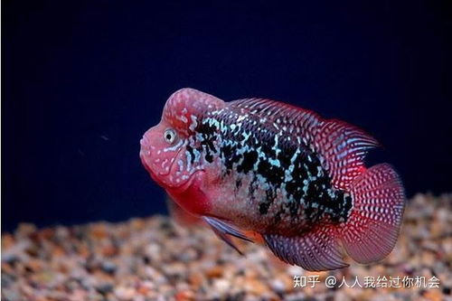 羅漢魚怎么養(yǎng)注意事項