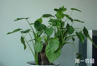 滴水觀音的水培方法和注意事項,滴水觀音種植方法和注意事項,滴水觀音移植的方法和注意事項