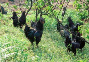 烏雞,喂養(yǎng),注意事項(xiàng)