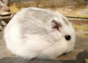 倉鼠,潮濕,注意事項(xiàng),天氣