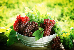 種植葡萄注意事項,吃葡萄的注意事項,葡萄的養(yǎng)殖方法和注意事項