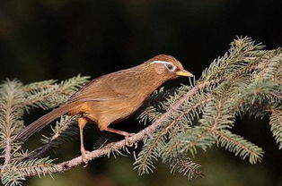 養(yǎng)畫眉鳥的注意事項(xiàng),新手養(yǎng)畫眉鳥注意事項(xiàng),畫眉鳥換毛注意事項(xiàng)