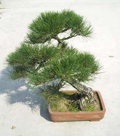 五針?biāo)傻酿B(yǎng)殖方法和注意事項