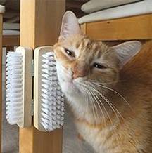 注意事項(xiàng),養(yǎng)貓