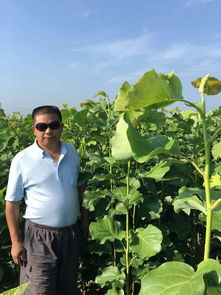 白玉蘭樹移栽注意事項(xiàng),白玉蘭大樹移栽注意事項(xiàng),月季移栽注意事項(xiàng)