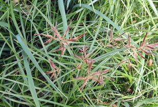 百壟通注意事項