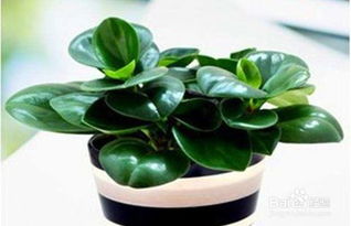 佛手,繁殖,注意事項,方法