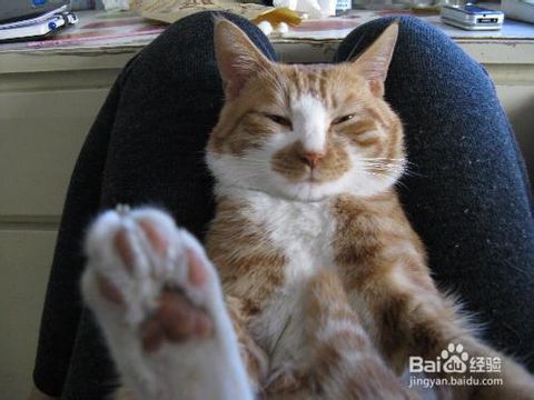 公貓絕育后注意事項,貓絕育術(shù)后注意事項,男性節(jié)育后注意事項