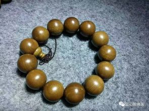 移栽,楠木,注意事項