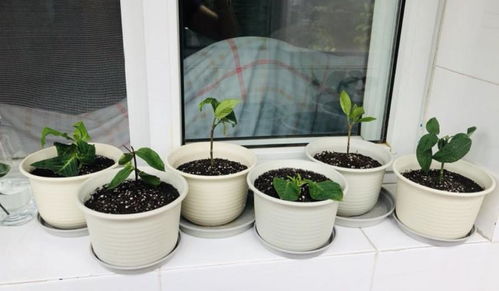 注意事項(xiàng),養(yǎng)花,秞瓷盆