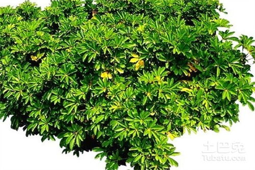 鵝掌木怎么養(yǎng)殖方法和注意事項(xiàng)