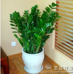 光照,注意事項,養(yǎng)花,室內