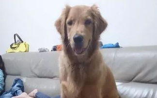 金毛吃雞架注意事項(xiàng)