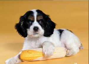 小狗第一次來月經(jīng)注意事項,狗狗來月經(jīng)了注意事項,泰迪來月經(jīng)了注意事項