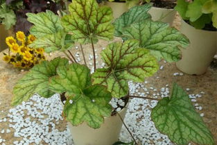 礬根的養(yǎng)殖方法和注意事項(xiàng)