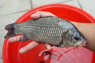 藍(lán)鯽拉餌注意事項(xiàng)