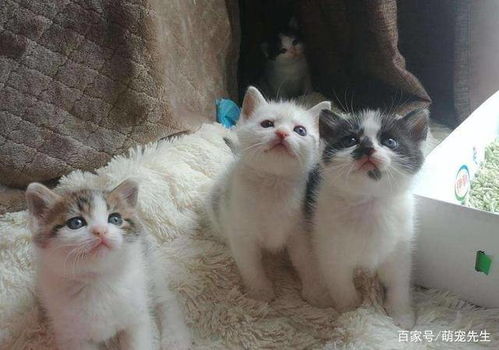 注意事項,孩子,貓生完