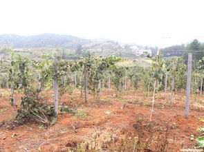 獼猴桃移栽注意事項(xiàng)