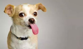 英國(guó)養(yǎng)狗注意事項(xiàng)