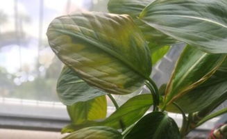 觀葉植物的養(yǎng)殖方法和注意事項(xiàng)