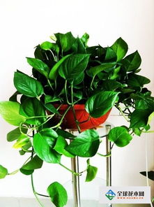 l綠蘿的養(yǎng)殖方法和注意事項(xiàng)