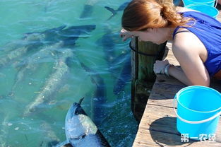 養(yǎng)魚,注意事項,夏天