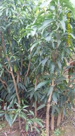 芒果樹(shù)苗的移植的注意事項(xiàng)