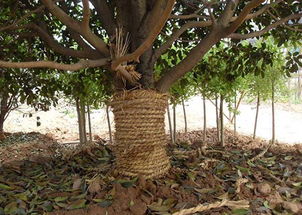 夏季移栽樹(shù)木注意事項(xiàng),冬季移栽樹(shù)木注意事項(xiàng),秋季移栽樹(shù)木注意事項(xiàng)