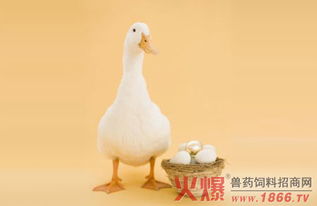 圈養(yǎng)山羊注意事項,圈養(yǎng)母羊羊的注意事項,圈養(yǎng)鴕鳥需要注意事項