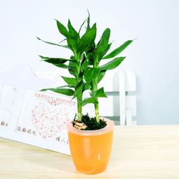 步步高觀音竹的養(yǎng)殖方法和注意事項,觀音水培觀音竹的養(yǎng)殖方法和注意事項,觀音竹的養(yǎng)殖方法和注意事項有哪些