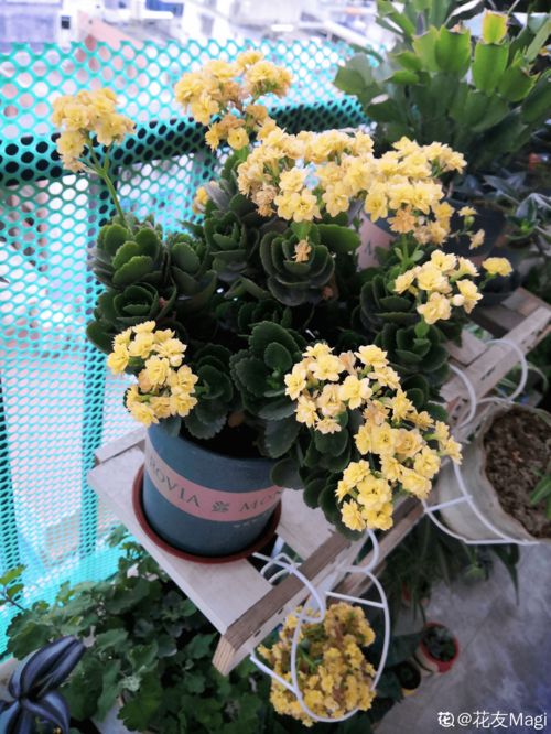 長壽花換盆后注意事項(xiàng)