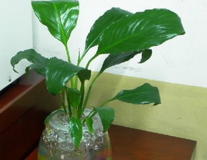 水培植物換水注意事項