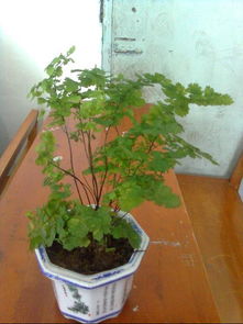 植物引種注意事項