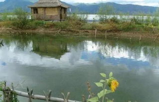 魚塘,下雨天,注意事項