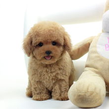 貴賓犬喂養(yǎng)注意事項,貴賓犬幼犬飼養(yǎng)的注意事項,貴賓犬飲食注意事項