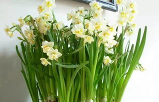 水仙長苞了注意事項