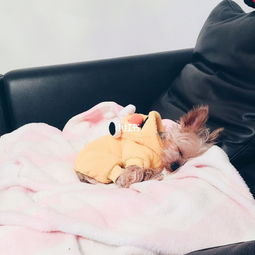 注意事項,約克夏