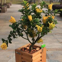 佛手,種植,注意事項(xiàng),種子