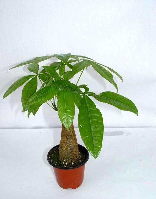 每種繁殖方法都有什么注意事項