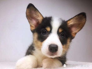 三個(gè)月幼犬要注意事項(xiàng)